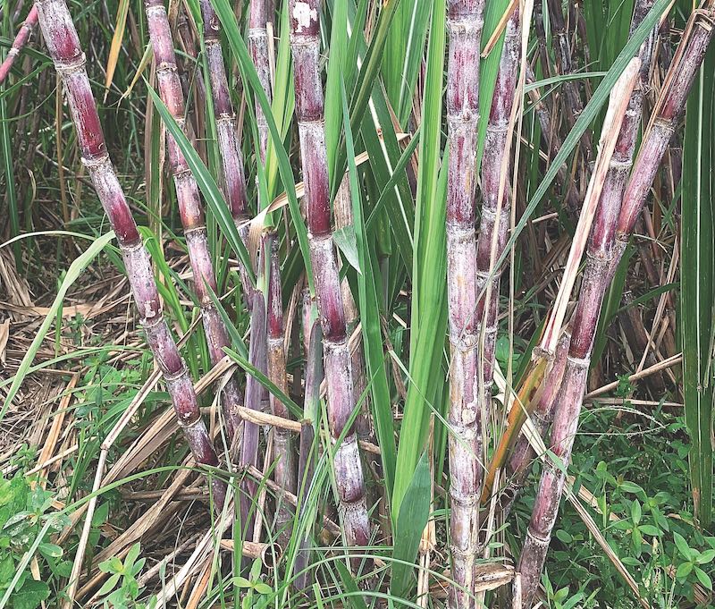 purple ribbon sugar cane