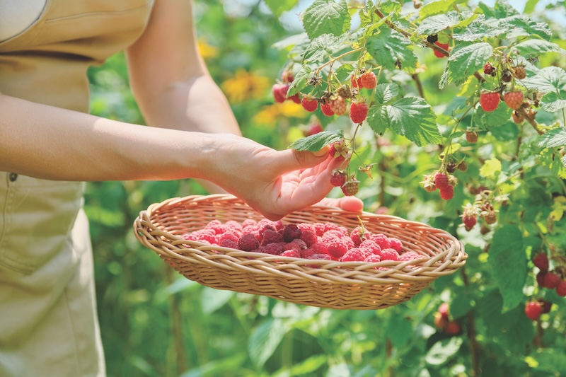 Close-up of harvest of ripe raspberries in garden, woman's hands picking berries from bush in wicker basket