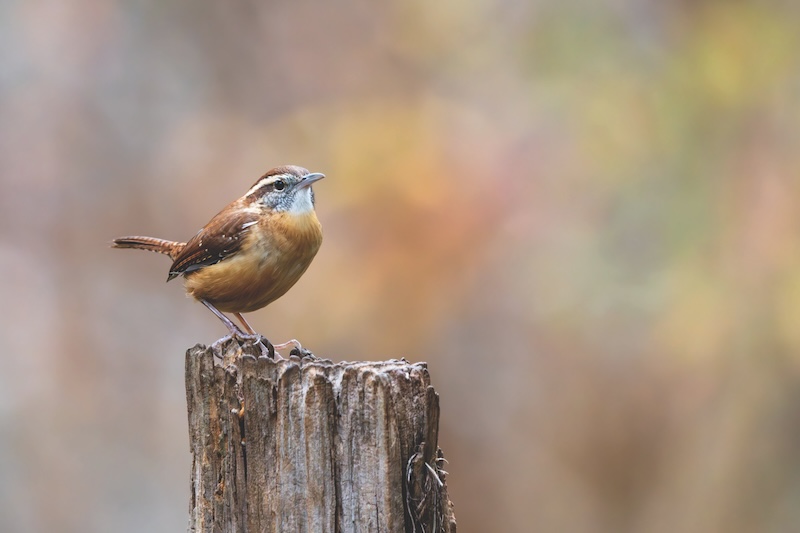 Carolina wren perched on a tree stump