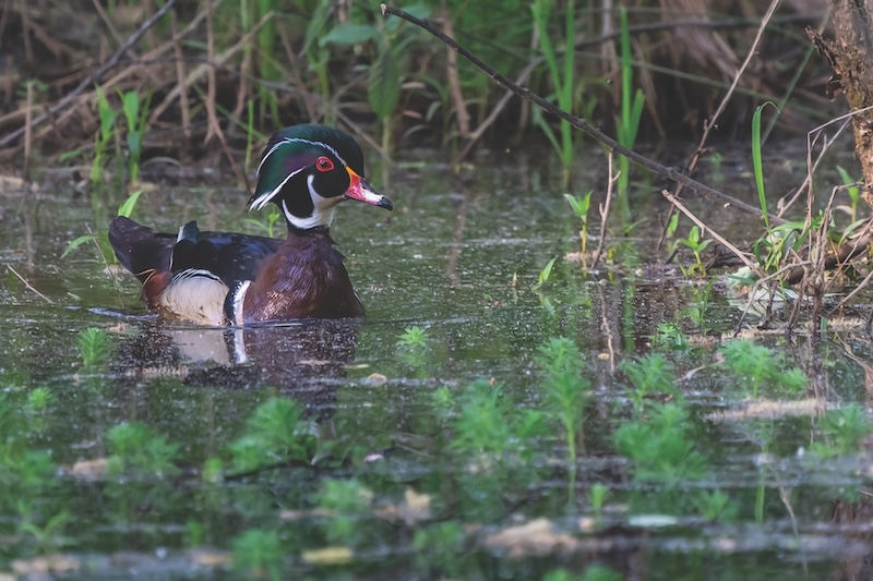 Wood duck in a marsh