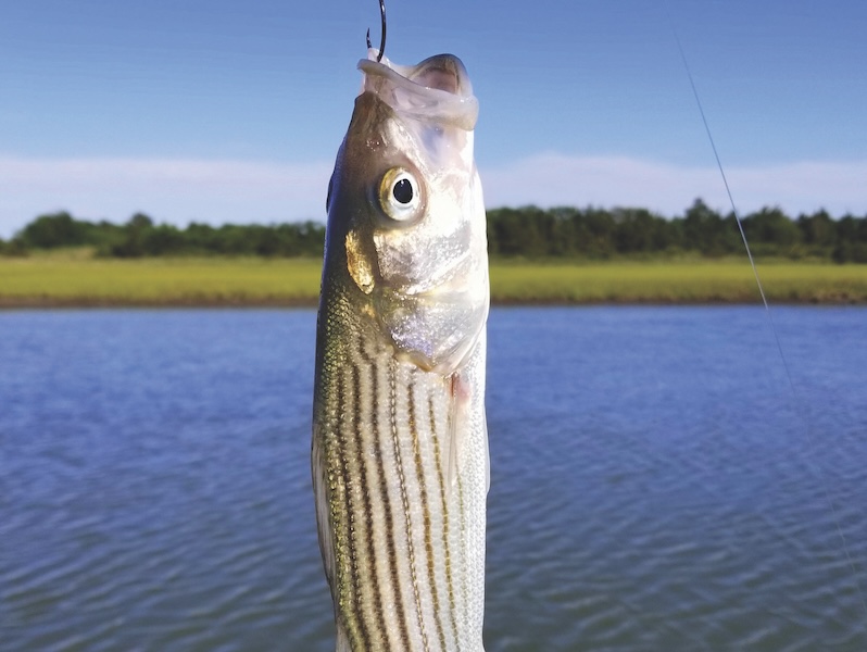 A small striped bass hanging on a fishing line and a hook