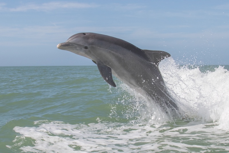 Atlantic Bottlenose Dolphins - Tursiops truncatus