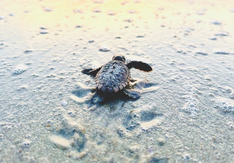 Baby loggerhead sea turtle at sunrise