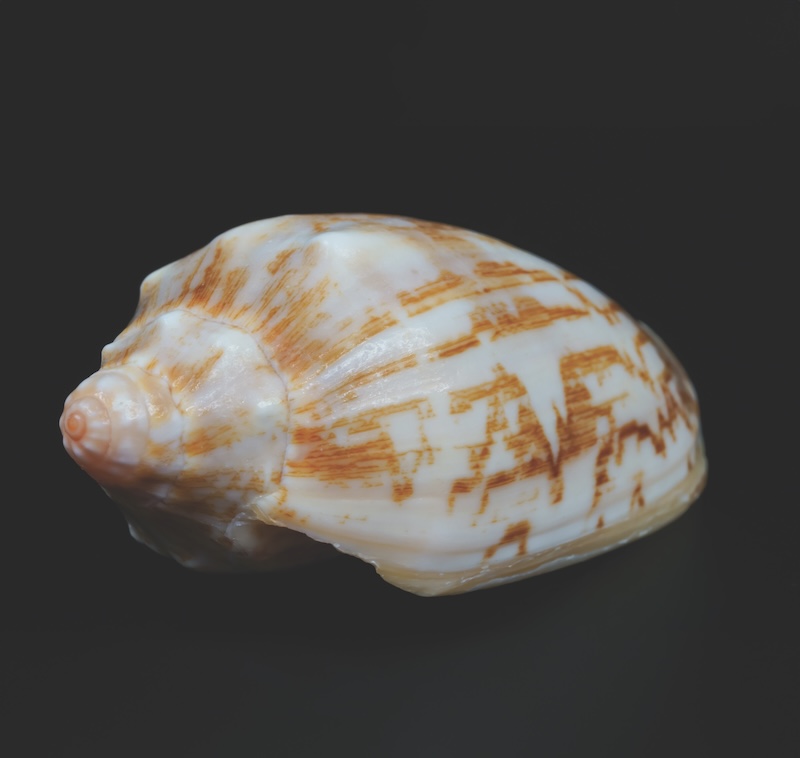 Lettered olive seashell in black background
