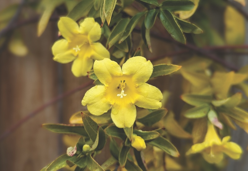 close up of yellow jessamine flower