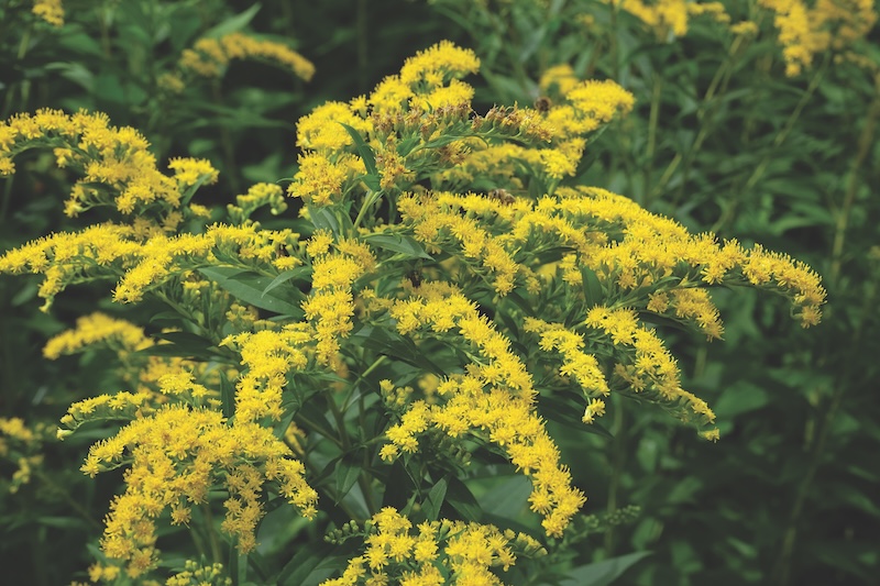 Yellow Solidago gigantea, also known as tall goldenrod and giant goldenrod, in flower.