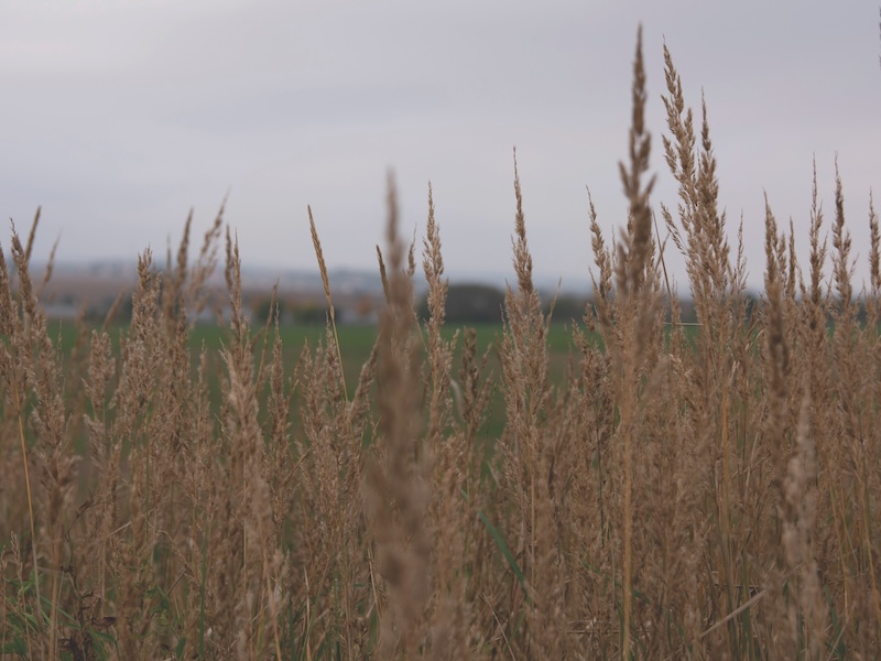 Sorghastrum nutans, Indiangrass, cosmopolitan genus of annual or short-lived perennial plant
