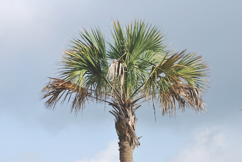 Palmetto Tree on Mount Pleasant, SC