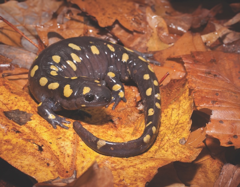 Large adult Spotted salamander posing on leaves
