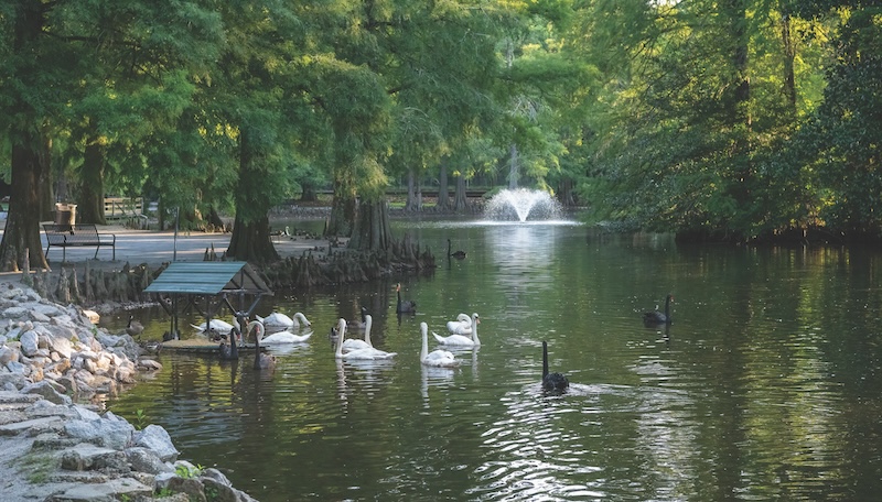 feeding stations for swans and ducks
