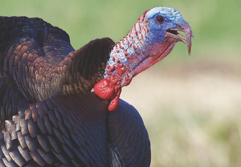 Wild Turkey, mature tom gobbling during spring mating season