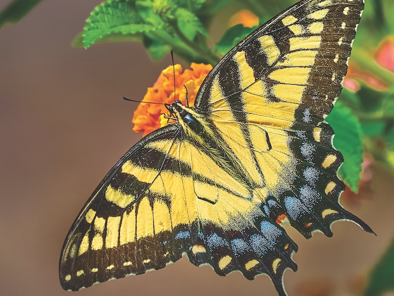 Eastern Tiger Swallowtail Butterfly on Lantana