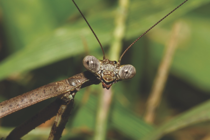 A head shot close up macro lens image of an adult Carolina mantis on a plant. Image shows details of its compound eye, mouth pieces and antenna as well as parts of its powerful arm