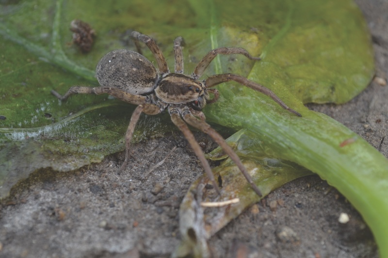 Carolina Wolf Spider up close