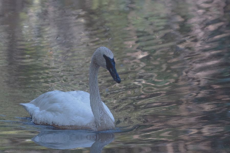 Bewick swan
