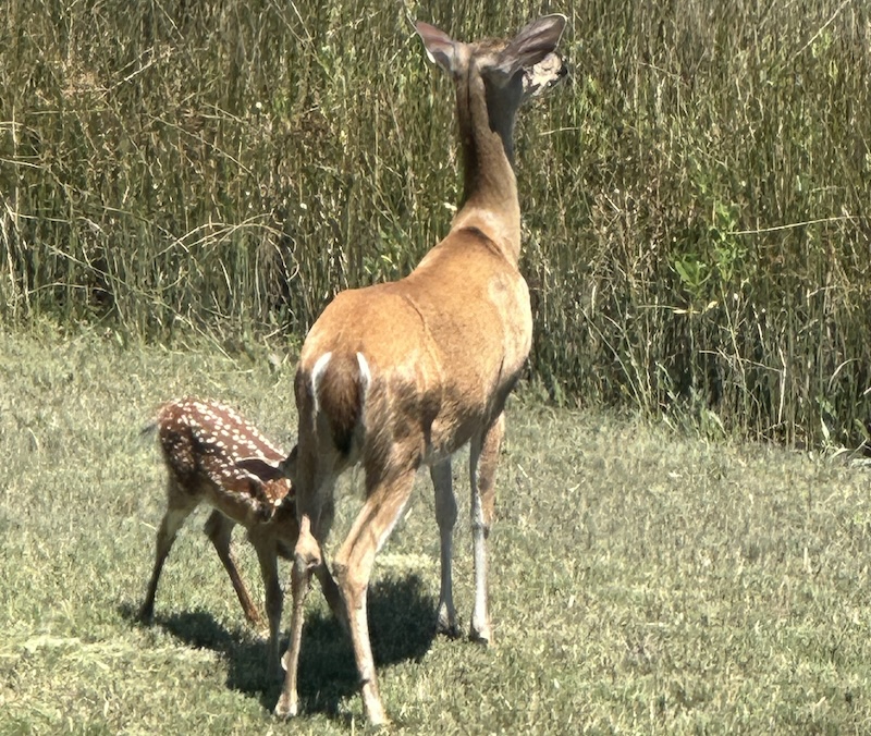 SC State animal: White-Tailed Deer