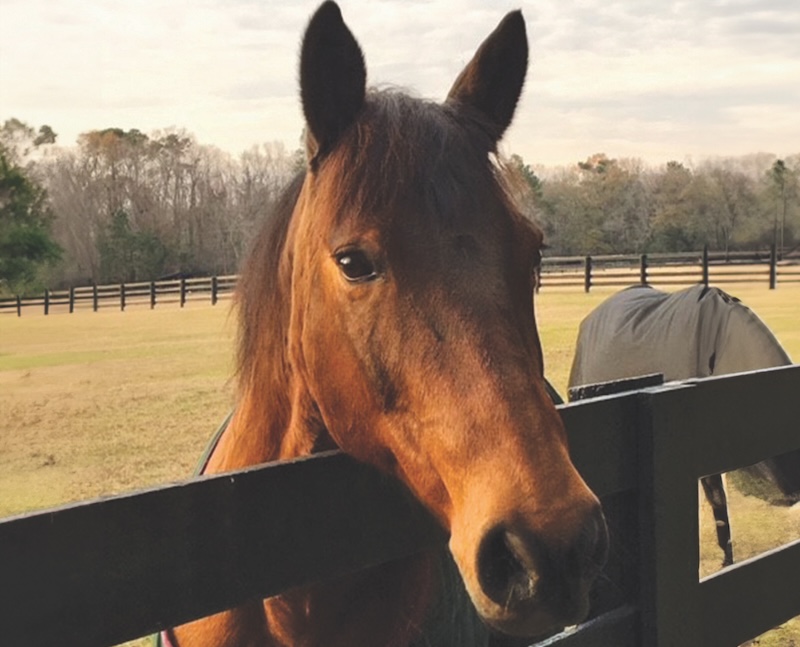 SC State heritage horse: Marsh Tacky