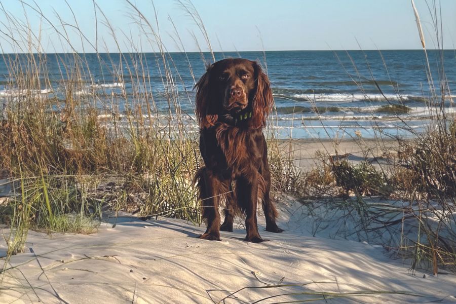 SC State dog - Boykin Spaniel