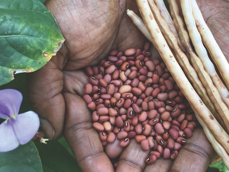 Sea Island red peas