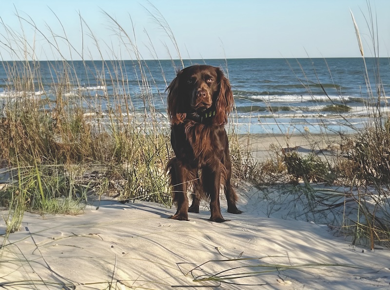 SC State dog: Boykin Spaniel
