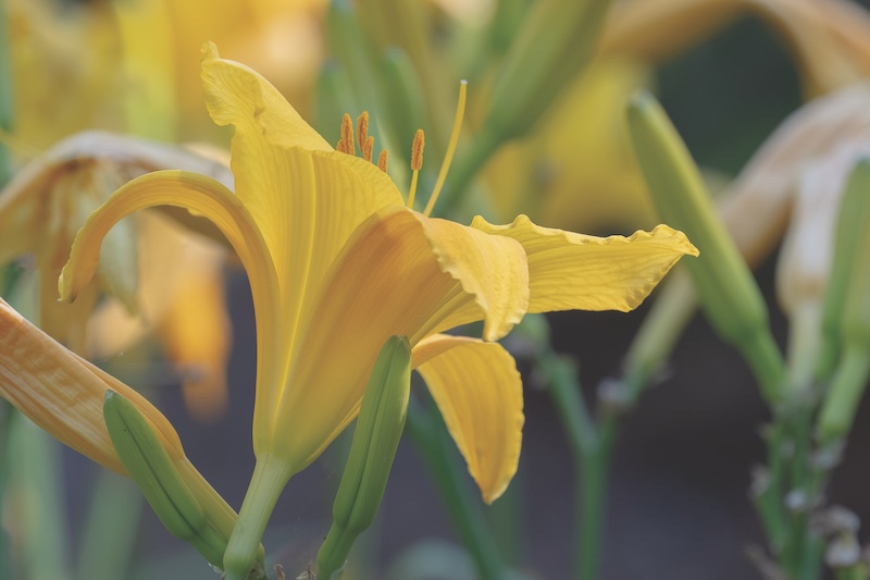 yellow garden flower