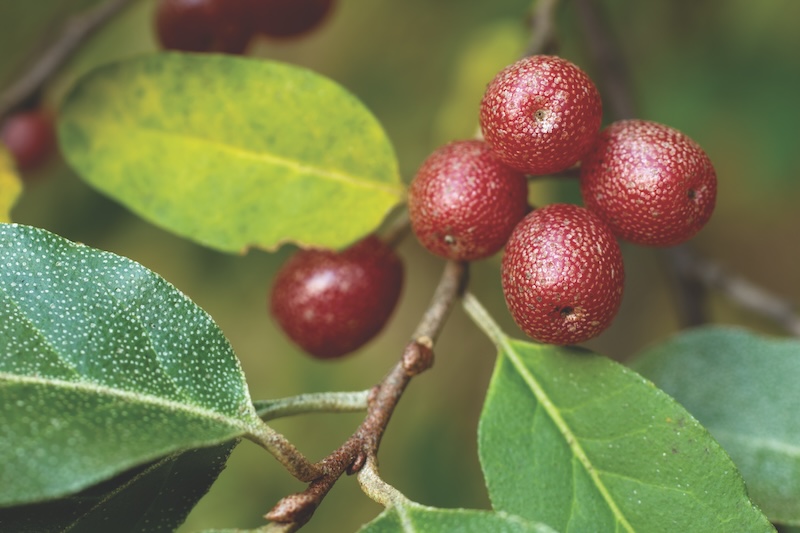 Ripe Autumn Olive Berries (Elaeagnus Umbellata) growing on a branch