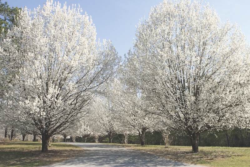 Bradford Pear Tree covered Road