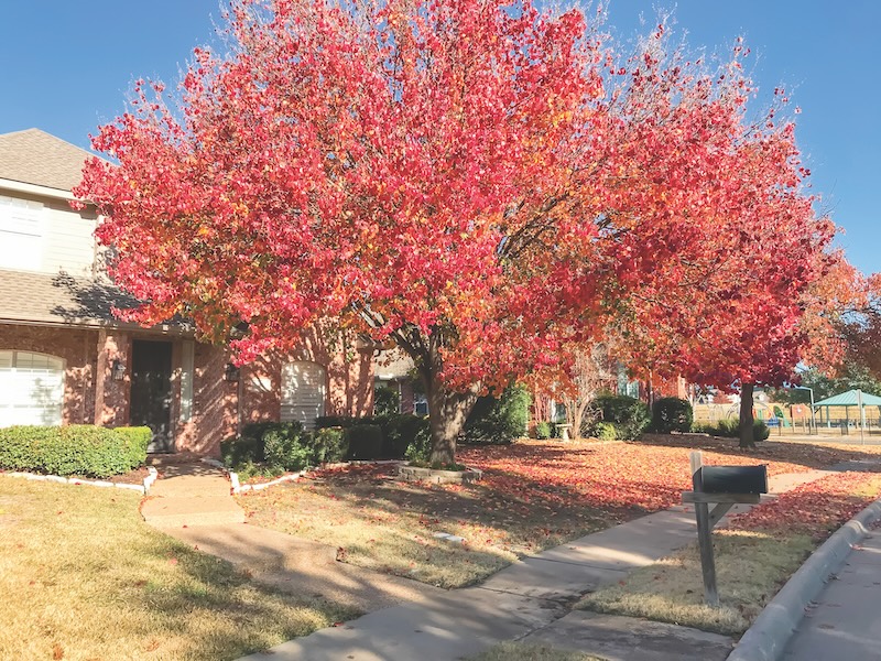 Typical single-family house near sidewalk in suburban Dallas, Texas, USA. Colorful fall foliage with thick carpet of Bradford Pear (Callery pear) leaves on tree and ground