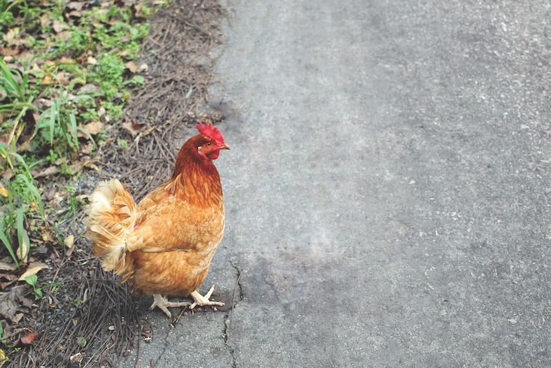Chicken crossing the road.