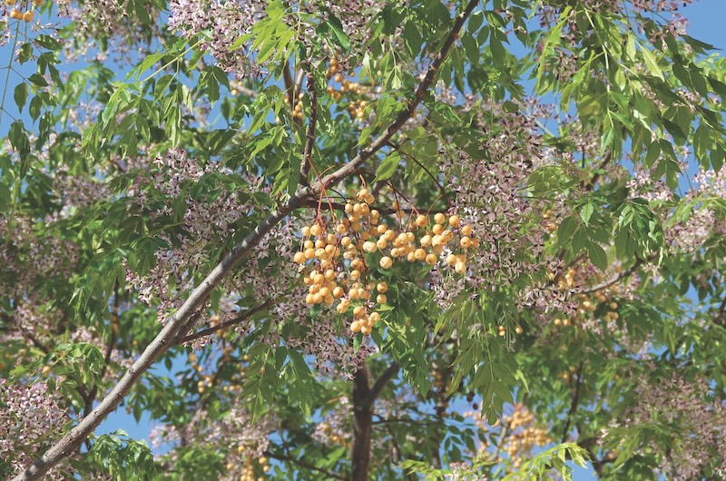 Blossom of Melia azedarach, ornamental decorative tree, commonly known as the chinaberry tree, Pride of India, bead-tree, Cape lilac, syringa berrytree, Persian lilac, Indian lilac