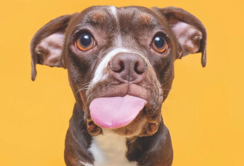 cute studio shot of a dog on an isolated background looking up