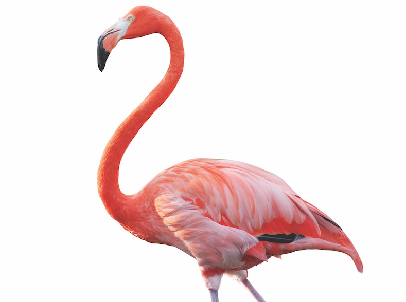 White Pink Flamingo curled heart shaped neck and standing posture, legs close, raise one leg, Isolated on white background. This has clipping path.