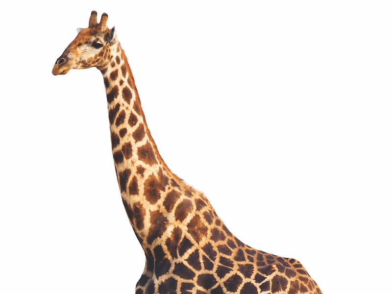 An adult Giraffe isolated against white background- Giraffa Camelopardalis