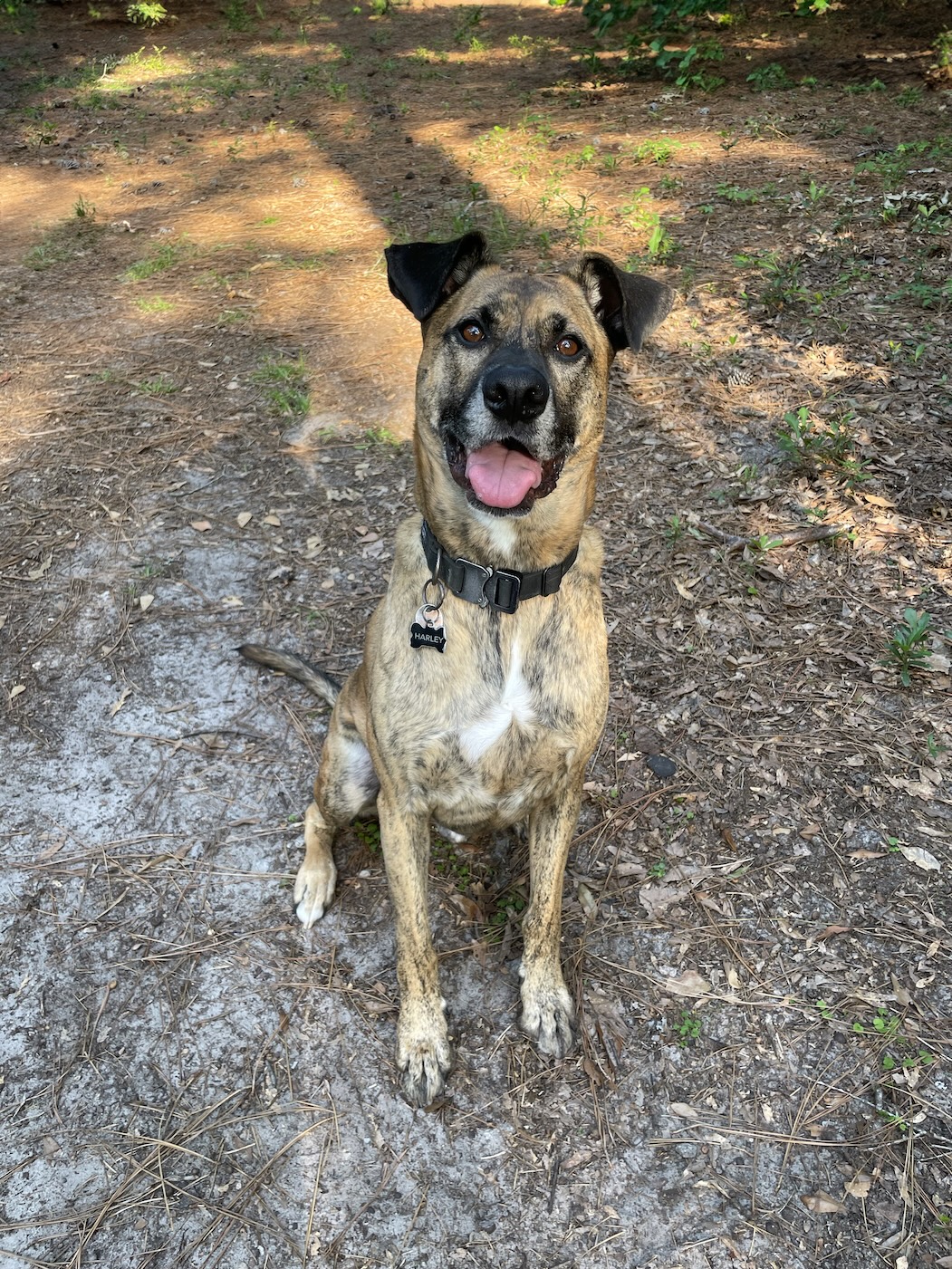 Harley at Burton Wells Dog Park