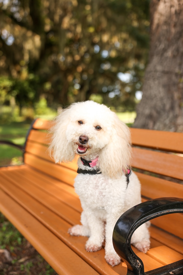 Molly at Southside Park in Beaufort, SC