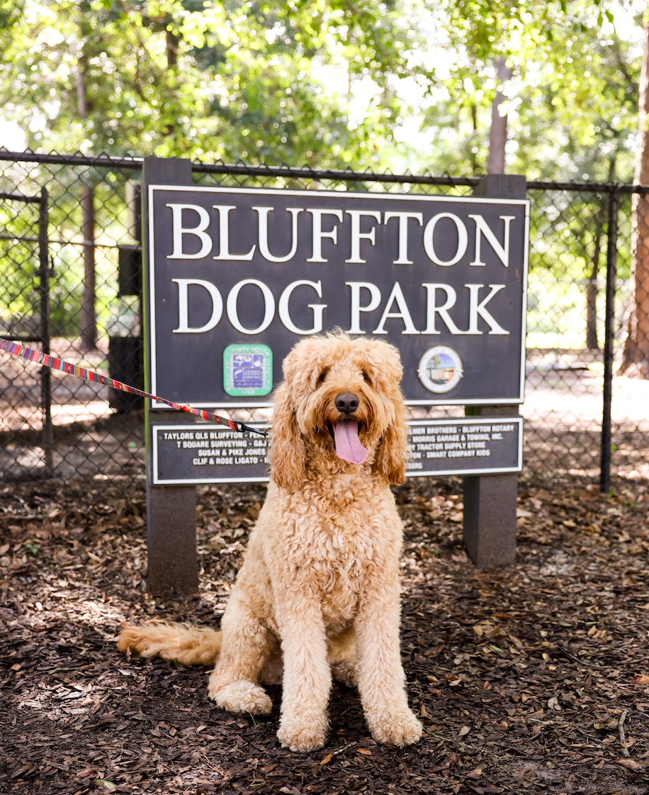 Mango at the Bluffton Dog Park