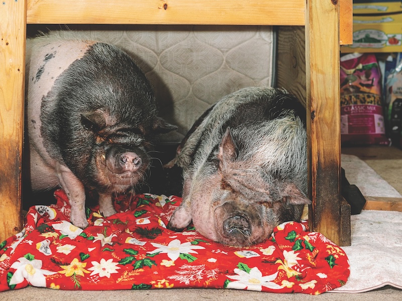 Victoria Rapolti - Pet Pigs