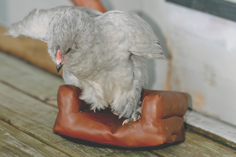 Pet bird on a couch