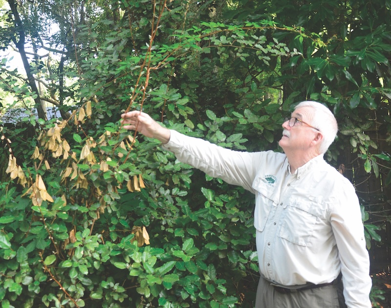 Murphy inspects elaeagnus