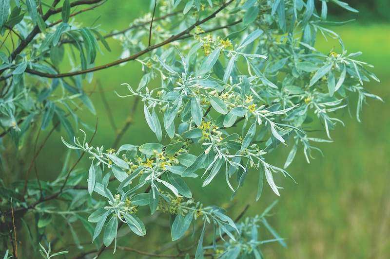 A blooming Russian olive (Elaeagnus angustifolia) tree in a forest strip (shelter belt) among the dry steppe, drought-resistant plant. Gold honey flowers