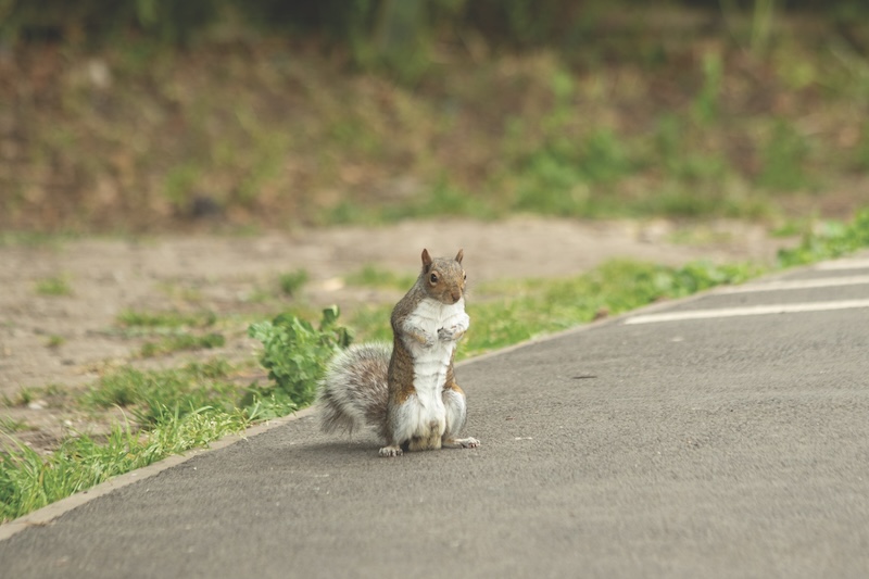 Squirrel on a gravel road - London