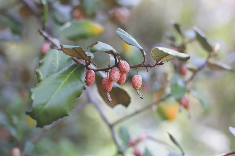 Fruits of elaeagnus pungens, Thorny-Olive