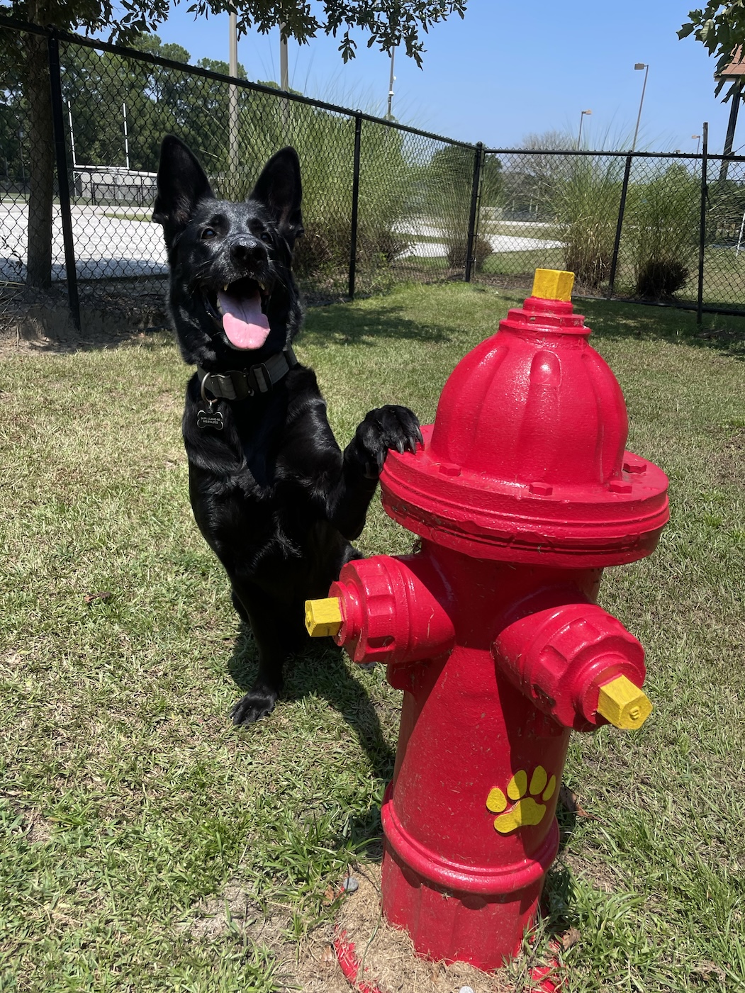 Truly at the Hardeeville Dog Park