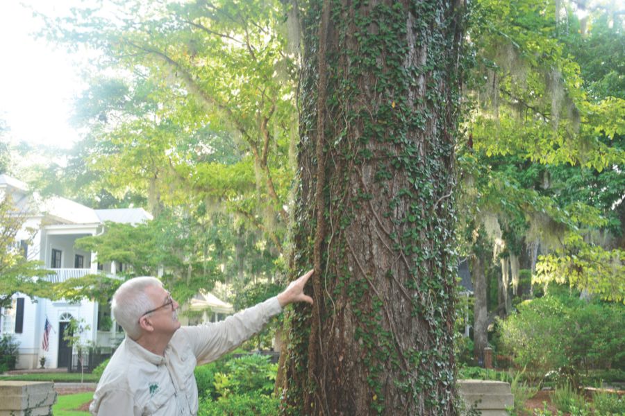 Master arborist Michael Murphy examines a creeping fig vine