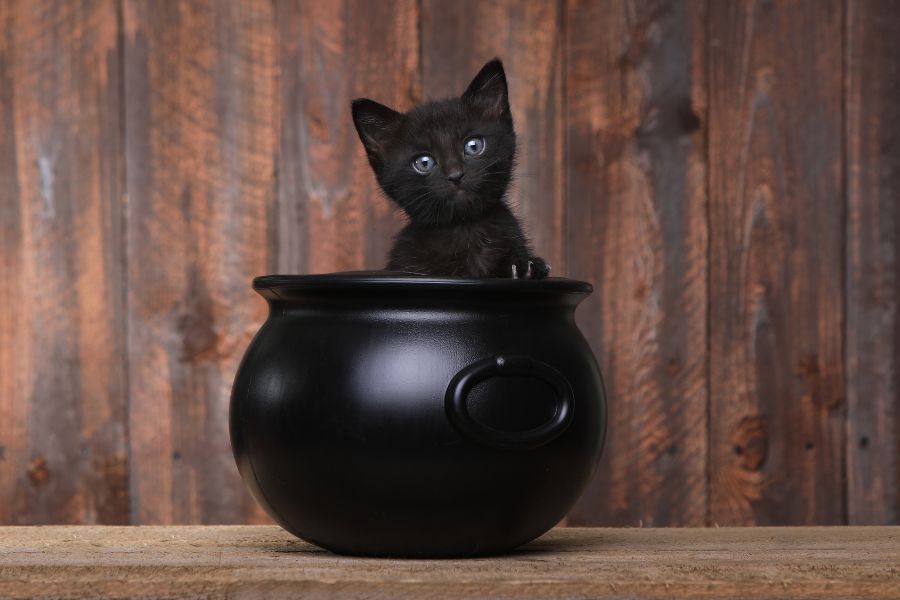 Black cat in a Halloween bucket