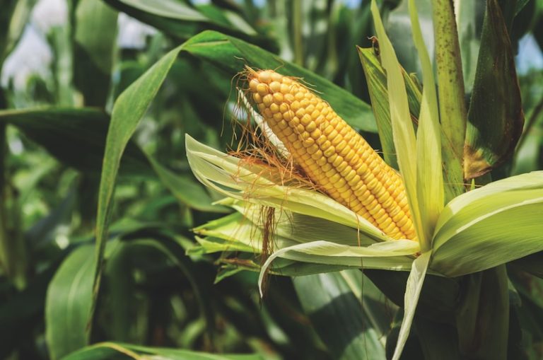 What's Fresh in August? Sweet Corn | LOCAL Life SC | Hilton Head Island ...