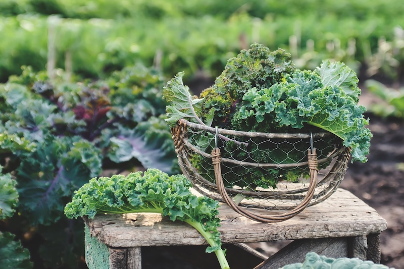 Green and purple leaves of Kale in a basket on a small table in the garden. Organic vegetables. Healthy food.