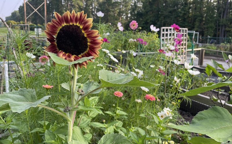 Helena Hills Farm - SC