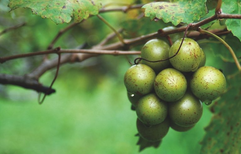 Fresh Ripe Muscadine Grapes in cluster ready to pick and eat