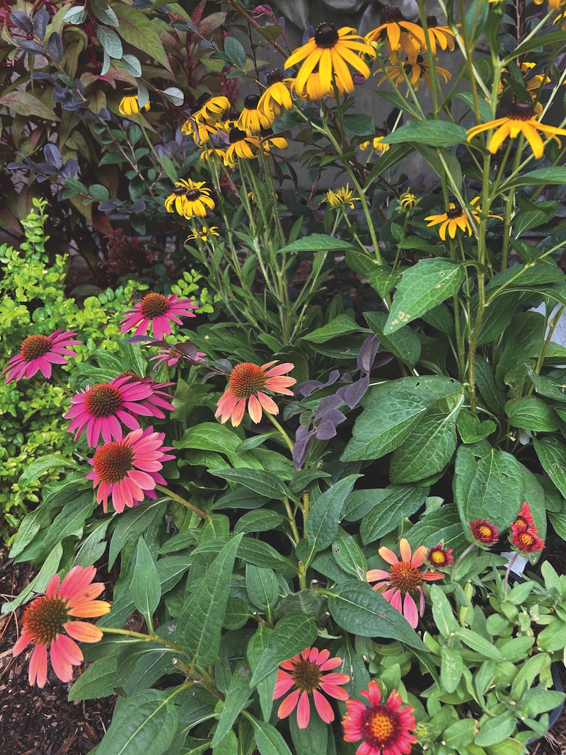 Coneflowers, Black-eyed Susans and blanket flowers brighten gardens while drawing in vibrant birds for an extra pop of color.